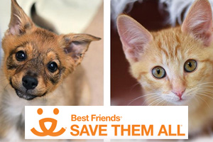 best friends animal rescue