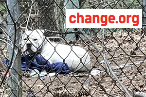 change animal rescue